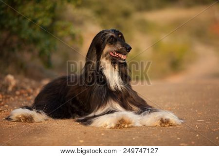 Stylish Dog Breed Afghan Hound Posing While Lying