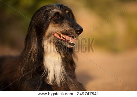 Stylish Dog Breed Afghan Hound Posing While Lying