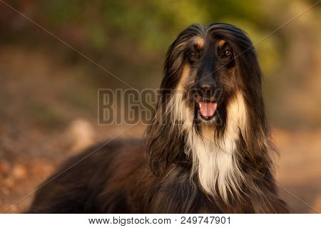 Stylish Dog Breed Afghan Hound Posing While Lying