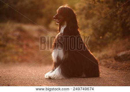 Beautiful Dog Breed Afghan Hound At Sunset