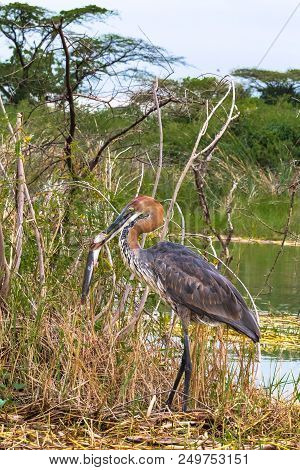 Goliath Heron With Fish. Baringo Lake, Kenya