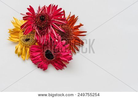 Herbarium Of Dried Gerbera On White Background