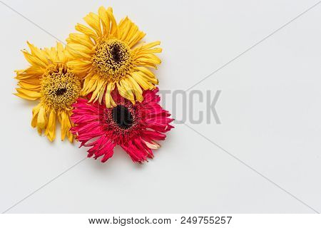 Herbarium Of Dried Gerbera On White Background