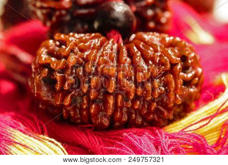 Macro View Of Single Divine Powerful Rudraksha (tear Drops From Eyes Of Lord Shiva That Grew As Tree