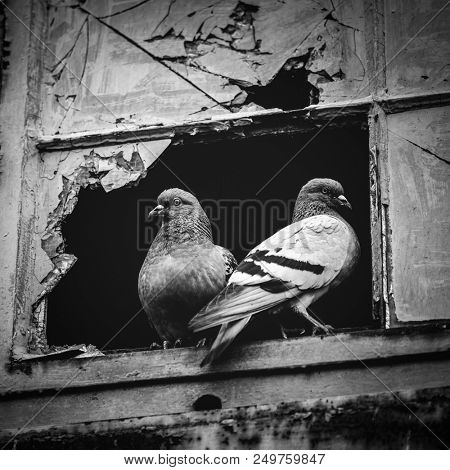 Two pigeons sitting together in a broken window. Animals in the city.