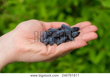 A Woman's Hand Holding A Pile Of Honeysuckle, Berries, Vitamins.