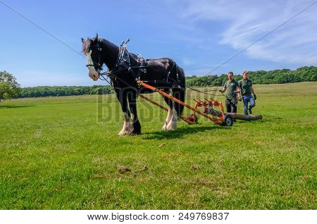 Hainault Country Park, Essex, Uk -  June 6, 2018: Magnificent Shire Horse Logging With Two Men Guidi