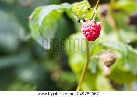 A Bright Sunny Day. Raspberry Bush In A Natural Environment. Wrapped In Cobwebs.