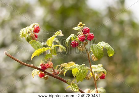 A Bright Sunny Day. Raspberry Bush In A Natural Environment. Wrapped In Cobwebs.