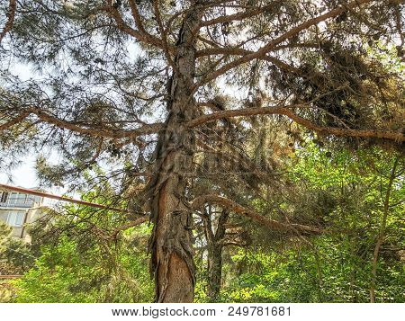 Beautiful Old Conifer Against The Sky. Close Up View Trunk Of A Pine Tree With Strobiles