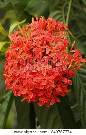 Beautiful Red Ixora Coccinea In The Forest