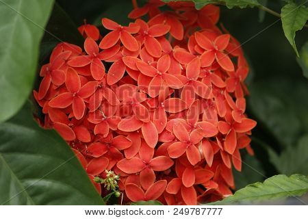 Beautiful Red Ixora Coccinea In The Forest