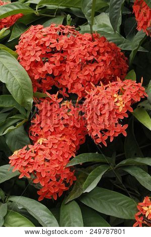Beautiful Red Ixora Coccinea In The Forest