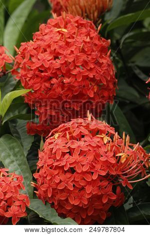 Beautiful Red Ixora Coccinea In The Forest