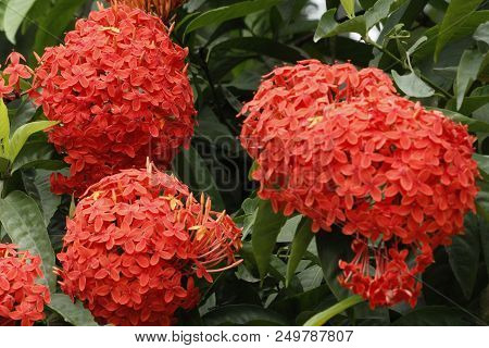 Beautiful Red Ixora Coccinea In The Forest