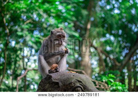 Monkey Free At Nature In Tropical Forest