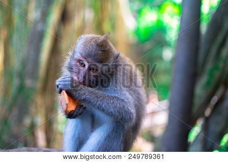 Monkey Free At Nature In Tropical Forest