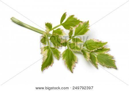 Single twig of fresh raw Japanese parsley, Oenanthe javanica Flamingo, isolated on white background