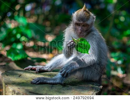 Monkey Free At Nature In Tropical Forest