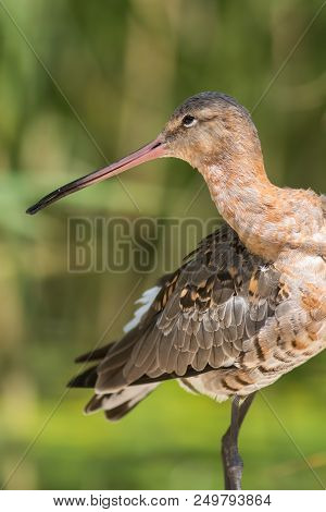 Black-tailed Godwit (limosa Limosa) Bird. Beautiful Ornithology And Wildlife Image Of This Shorebird