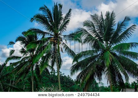 Palm With Coconut On Bali, Asia Indonesia