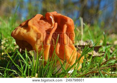 The False Morel Mushroom, Gyromitra Gigas Known As Snow Morel, Calf Brain Or Bull Nose