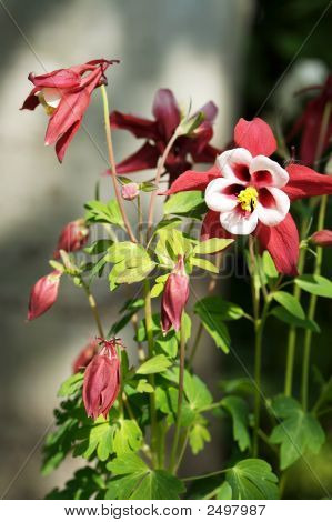 Punainen Columbine