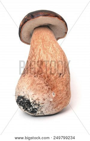 The Dark Cep Bolete, Boletus Aereus Isolated On White