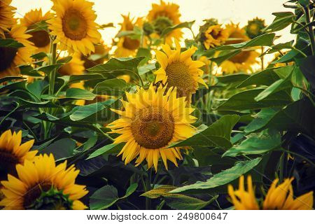 Field Of Flowering Sunflowers. Selective Focus.