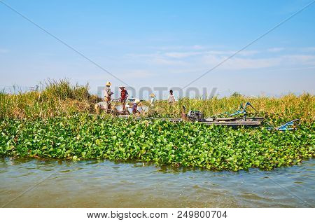 Inpawkhon, Myanmar - February 18, 2018: The Villagers On Boat Works On Lotus Floating Farm, On Febru