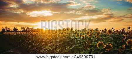 Field Of Flowering Sunflowers. Selective Focus.