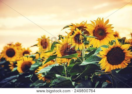 Field Of Flowering Sunflowers. Selective Focus.