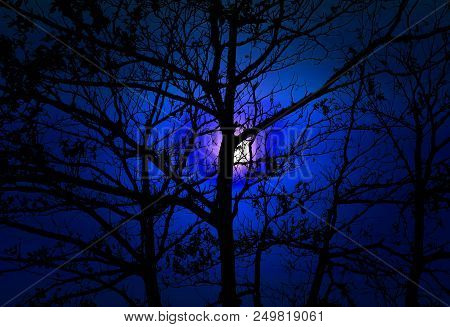 Full Moon  Back Silhouette Tree Dark Night Blue Sky