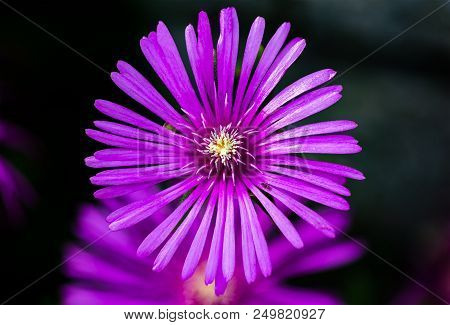 Cooper's Ice Plant Macro