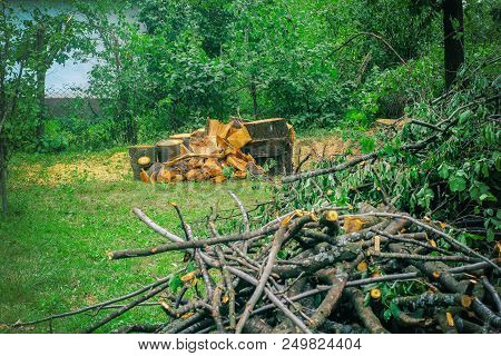 Fallen Trees After A Storm. Firewood After A Hurricane