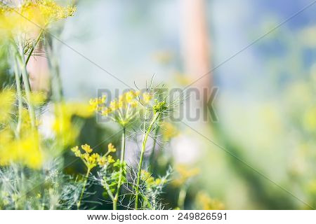 Fresh Green Dill Growing In Greenhouse Closeup. Garden Plant.