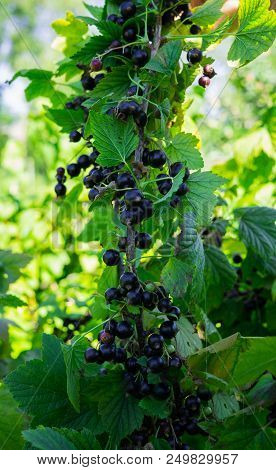 Branches Strewn With Black Currant Berries In The Garden