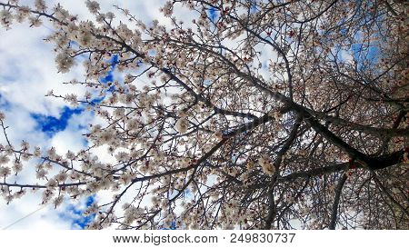Photo Of The Blossoming Cherry Against The Background Of The Sky