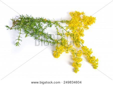Galium Verum, Lady's Bedstraw Or Yellow Bedstraw. Isolated On White.
