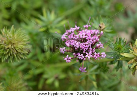 Caucasian Crosswort Pink Flower - Latin Name - Phuopsis Stylosa