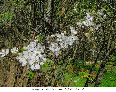 Branches Of Blooming Cherry Plums In The Early Spring In The Garden.