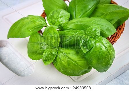 Green Home Basil, Spicy Herb In A Basket