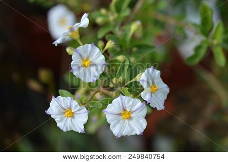 White Potato Bush - Latin Name - Lycianthes Rantonnetii Alba