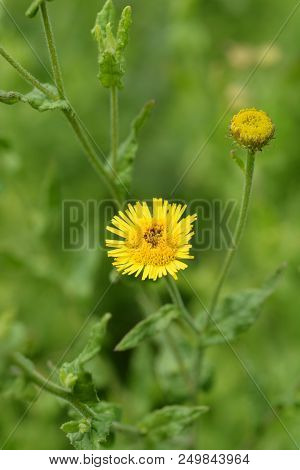Small Fleabane Yellow Flower - Latin Name - Pulicaria Vulgaris