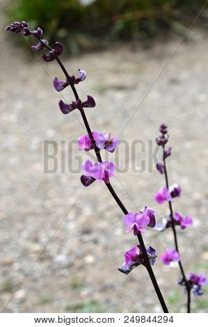 Ruby Moon Hyacinth Bean - Latin Name - Lablab Purpureus Ruby Moon