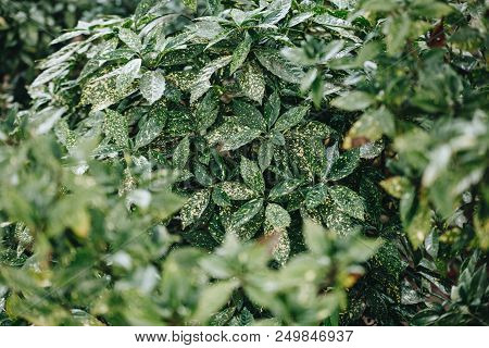Delightful Japonica Variegata Aucuba In The Garden In Summer.