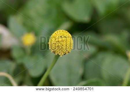 Flower Of A Parakress (acmella Oleracea)