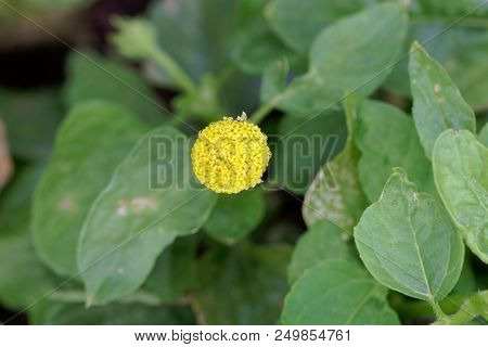 Flower Of A Parakress (acmella Oleracea)