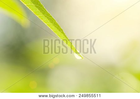 Uoyng Green Leave Vith Raindrop On Bright Green Nature Background. Spring Koncept