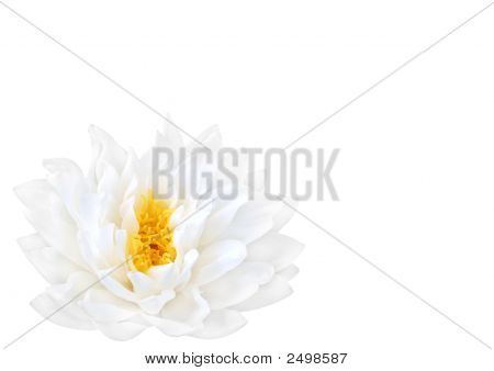 Beyaz Lotus Güzellik
